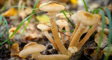 Sběr hub v uljanovské oblasti v roce 2022